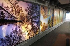This unique custom privacy film was installed in an office by our wonderful team.