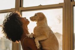 Window Film Protects Our Doggies and Owners from the UV.